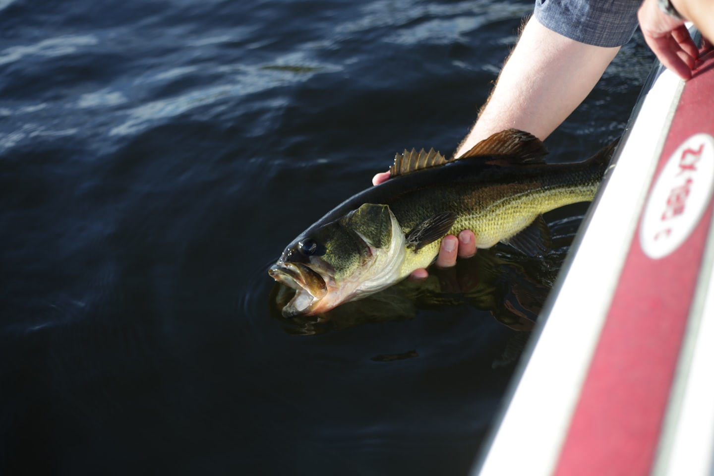 release black bass release black bass